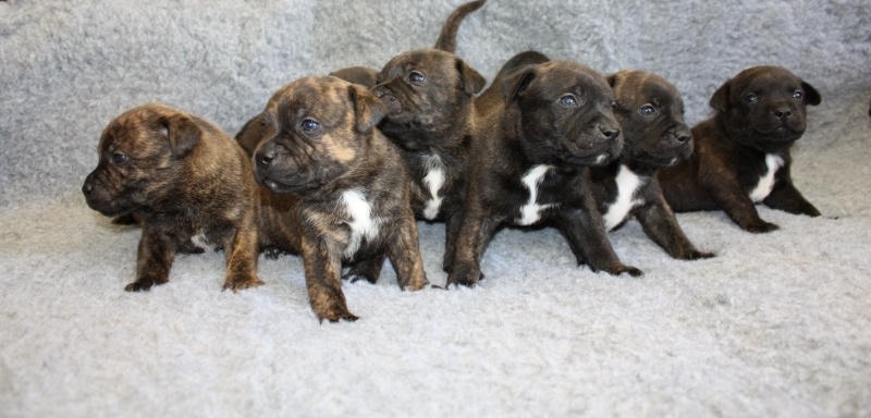 Des Guerriers Rouge - Staffordshire Bull Terrier - Portée née le 20/07/2013