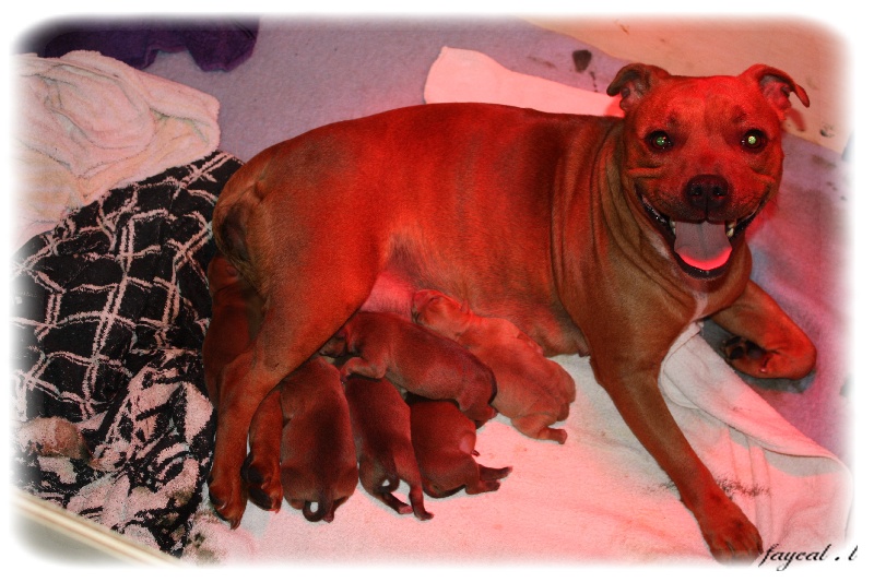 Des Guerriers Rouge - Staffordshire Bull Terrier - Portée née le 17/04/2010