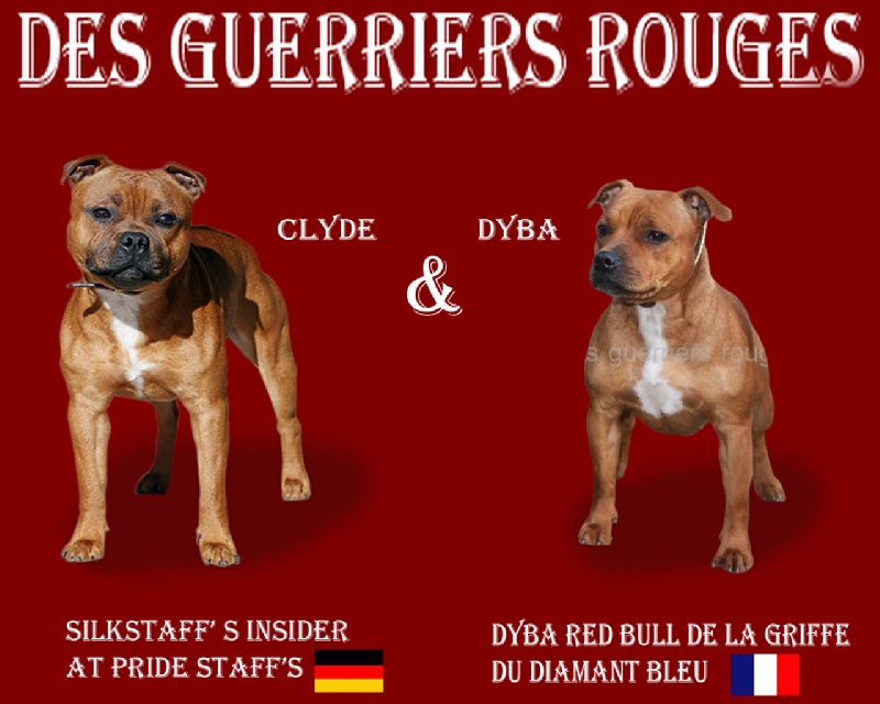 Des Guerriers Rouge - Staffordshire Bull Terrier - Portée née le 09/03/2012