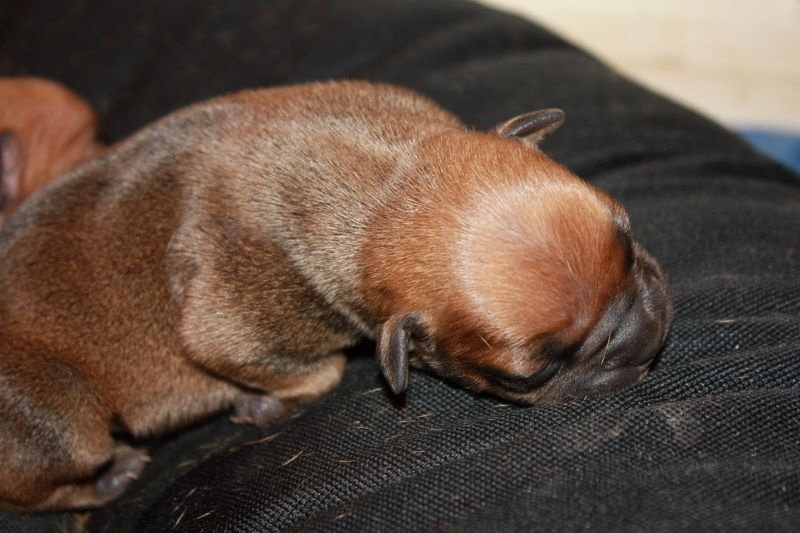 Des Guerriers Rouge - Staffordshire Bull Terrier - Portée née le 19/12/2014